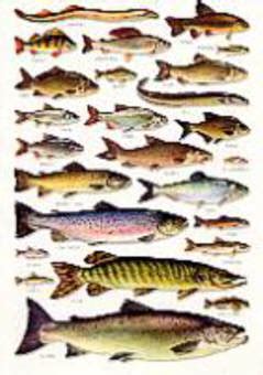 Books on British Freshwater Fish, British Freshwater fishes charts and ...