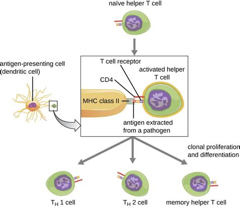 Helper T Cell Diagram