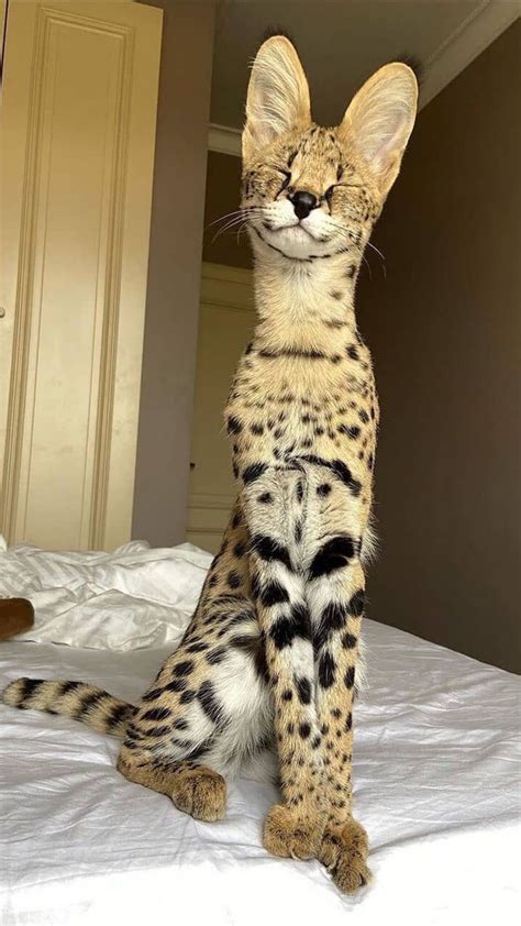 Serval Cat Pet | Cute animals images, Cute wild animals, Cute animals