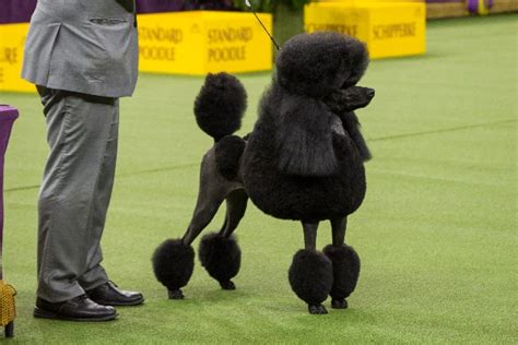 Facts About the Standard Poodle Dog Breed