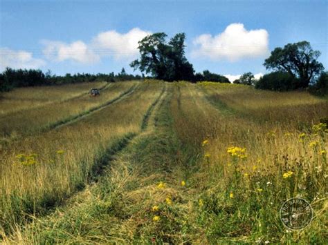 Good Barn Owl habitat - The Barn Owl Trust