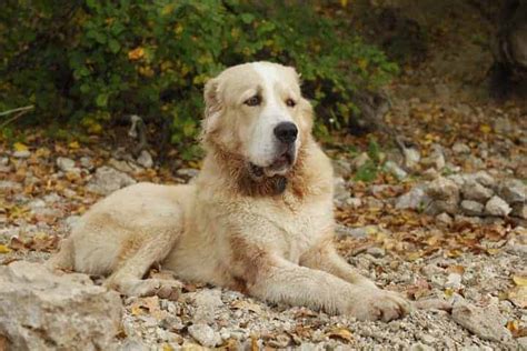 Central Asian Shepherd Temperament (SMART, FEARLESS, &....)