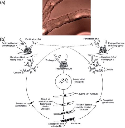 Life Cycle Of Bread Mold Neurospora Crassa