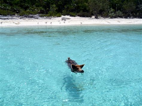 08.2012 Vorobek Bahamas - swimming pigs | Bahamas 08.2012 on… | Flickr