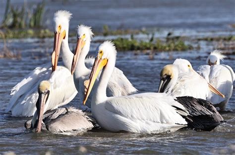 Why the American White Pelican is on the Louisiana state flag