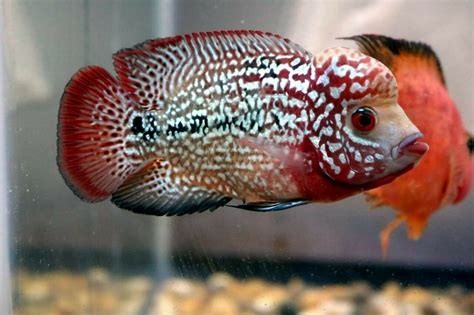 King Kamfa Flowerhorn Singharas F2. $117.21 One-day Shipping | Tropical freshwater fish ...