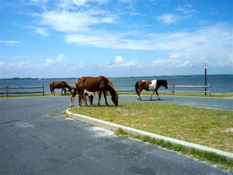 Assateague Island Maryland | Assateague-favorite place | Pinterest