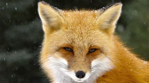 The Red Fox: A Rare Look Into The Life of One of the Most Widespread and Adaptable Mammals on ...