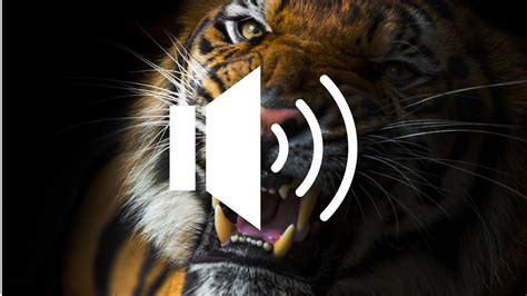 Tiger Roar -Sound Effect(HD) - YouTube