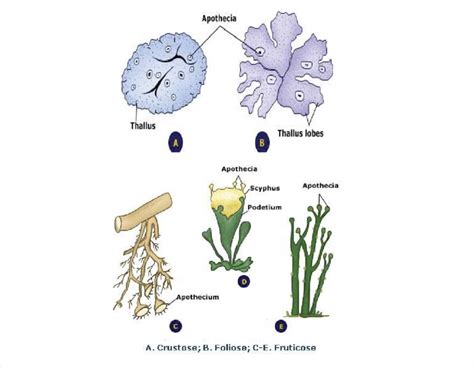 Growth forms of lichen. | Download Scientific Diagram