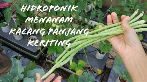 Hidroponik Menanam Kacang Panjang Keriting (PM Viva) - YouTube