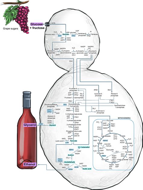 Yeast's balancing act between ethanol and glycerol production in low‐alcohol wines - Goold ...