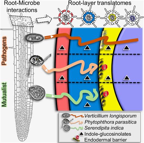 Plant cell layer-specific responses against pathogenic and beneficial microbes (Cell Host ...