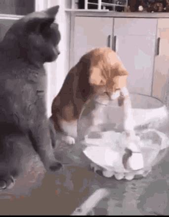 Food Fish GIF - Food Fish Cat GIFs