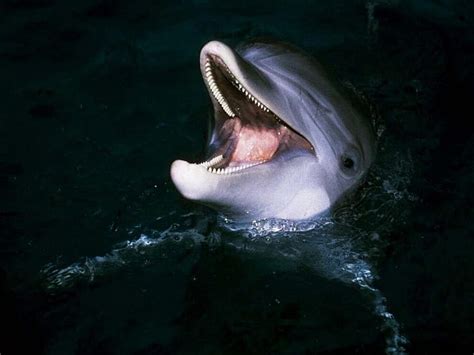 HD wallpaper: dolphin smiling DOLPHIN Animals Dolphins HD Art | Wallpaper Flare