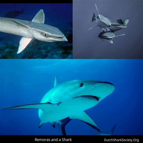 The Remoras and Sharks Relationship Explained - Dutch Shark Society