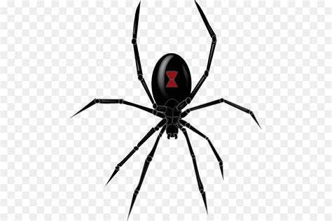 Australia Redback Spider Spider Bite Venom Black Widow Spider 5368 ...