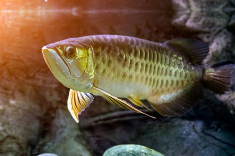 10 Awesome Arowana Tank Mates (Species Compatibility Guide)