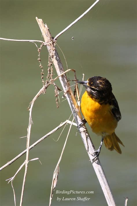 Baltimore Oriole Nest – Birding Pictures