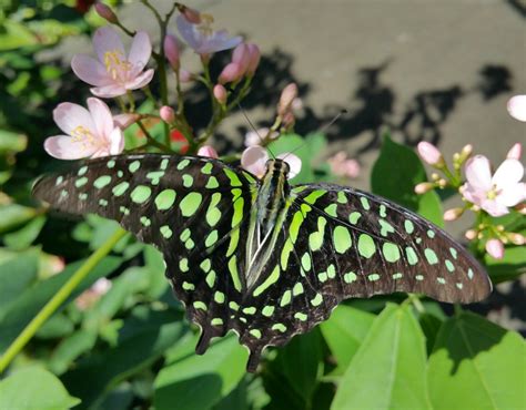 Fortunes Afloat: Aruba Butterfly Farm