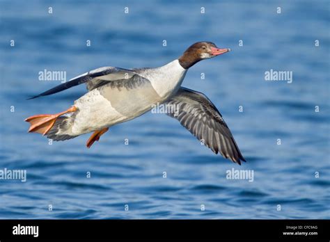 Common Merganser (Mergus merganser) flying in Victoria, BC, Canada Stock Photo - Alamy