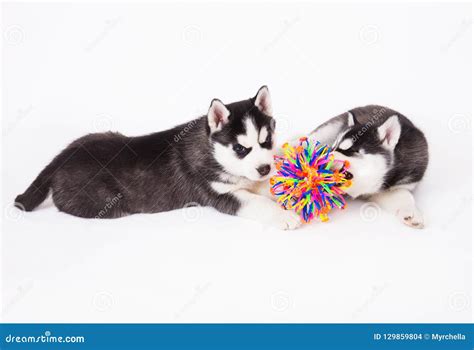 Two Siberian Husky Puppy Playing with a Ball. Stock Photo - Image of black, puppy: 129859804