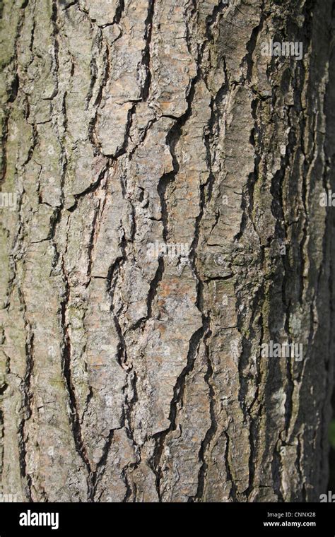 Common alder tree bark hi-res stock photography and images - Alamy