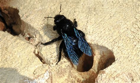 The violet carpenter bee – imposing but harmless