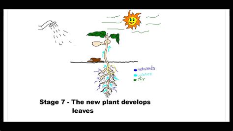 Seed Germination Process Pdf