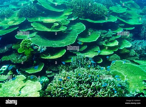 Coral reef at Maldives Stock Photo - Alamy