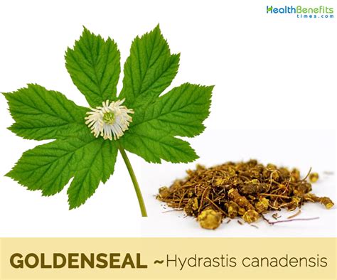 Goldenseal facts and health benefits