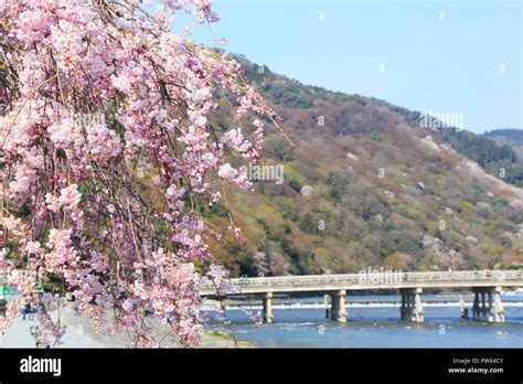 Cherry blossoms in Kyoto Arashiyama Stock Photo - Alamy