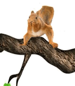 Happy Feet Cute Dancing Squirrel GIF | GIFDB.com