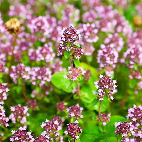 Marjoram CHEFIN Australia