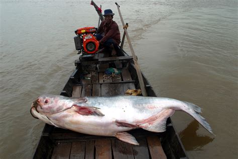 Mekong Giant Catfish: Freshwater Species of the Week – National ...