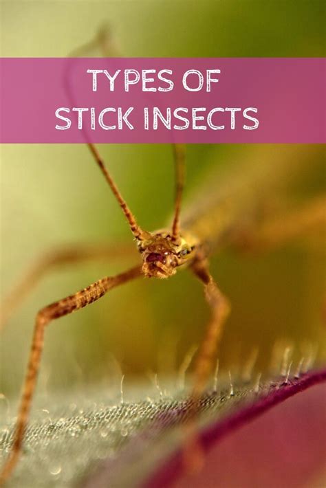 Types of Stick Insects - PBS Pet Travel