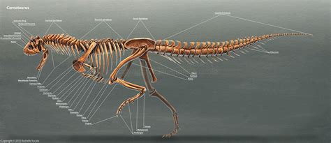 Carnotaurus Skeleton Study by TheDragonofDoom on DeviantArt