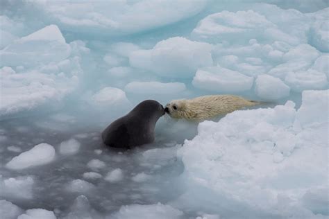 How do Arctic seal pups survive in the cold? – Whale Scientists