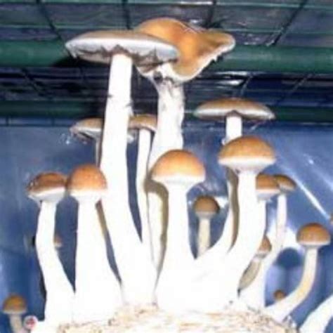 Psilocybe Cubensis Cambodia Mushroom Spore Syringe | Premium Spores