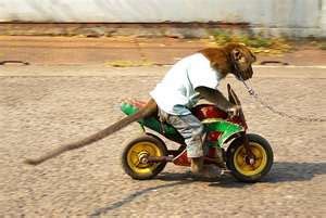 I can get 70 miles to the gallon on this hog | Monkeys funny, Monkey ...