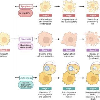 Various cell death pathways including apoptosis, necrosis, and... | Download Scientific Diagram