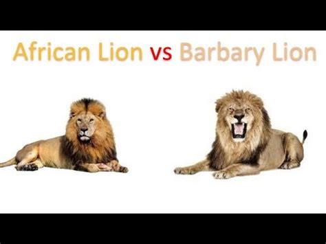 African Lion vs Barbary Lion 2019 - YouTube