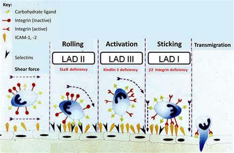 Demon Play recoger Senador leukocyte adhesion deficiency type 2 Aprendizaje Destruir Autónomo