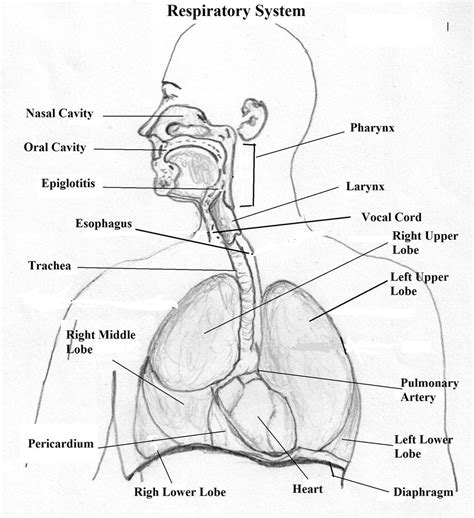 Respiratory System Drawing at PaintingValley.com | Explore collection of Respiratory System Drawing