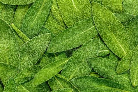 Close Up a Herb Sage Leaf Abstract Texture Background Stock Photo - Image of food, abstract ...