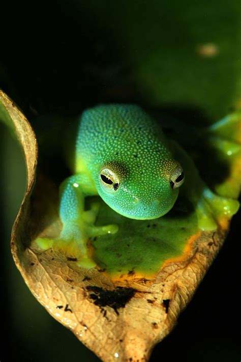 93 best images about Glass Frogs on Pinterest | The emerald, Animals and Forests