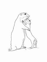 Gopher coloring pages  Animal Owl sketch template