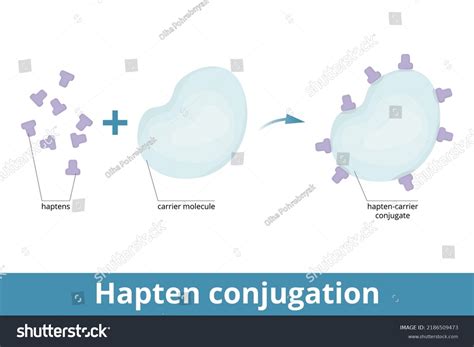 Hapten Conjugation Haptens Small Molecules That Stock Vector (Royalty Free) 2186509473 ...