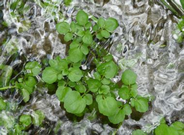 Watercress: Pictures, Flowers, Leaves & Identification | Nasturtium officianale