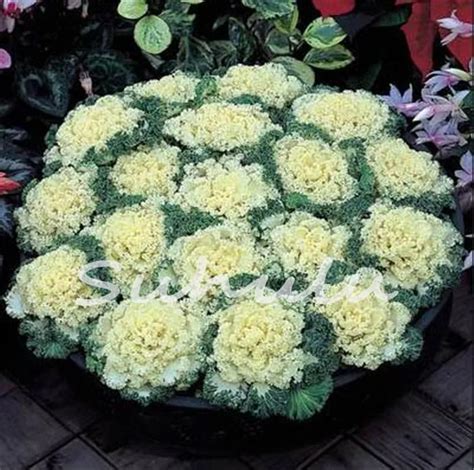 Ornamental Kale Seeds 200pcs - Best Seeds Online | Free Shipping ...